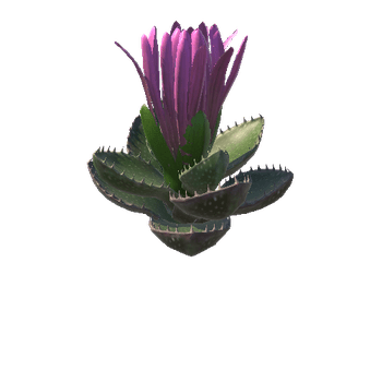 Flower_Faucaria tigrina4 5